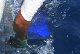 
- Releasing a sailfish
- Place: Zanzibar Channel 2005
- Boat: Kelly II
- Skipper: Maddalena Martinengo
- Mate: Jason Alexiou, Bernard